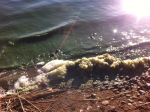 Algerna bildade en tjock sörja vid stranden i helgen.