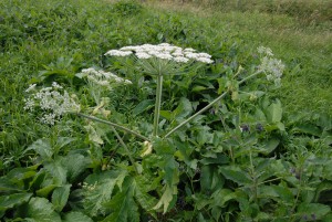 Jättelokan blommar fortfarande vid infarten till Hovdala. Foto: Urban Önell