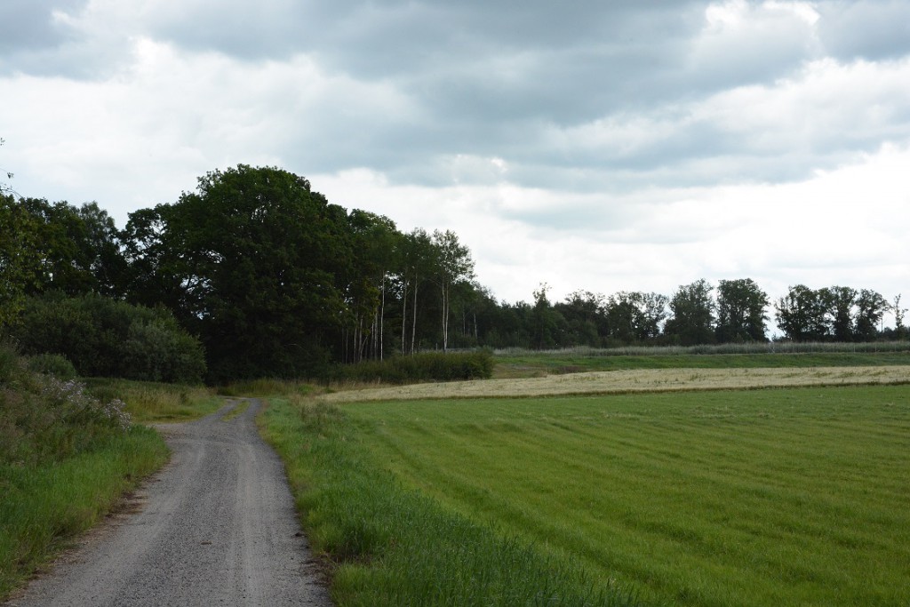 Till höger om vägen, som förstärkts med järnvägsmakadam, ligger åkrarna där Lars Larsson odlar ekologiskt. Till vänster, mitt emot rågen, ligger upplaget med järnvägsmakadam. Foto: Berit Önell