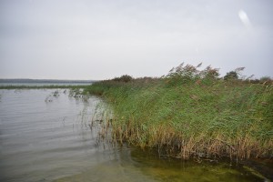 Vassen ska grävas bort med rötterna på i ett stråk på cirka 70 meter längs stranden.