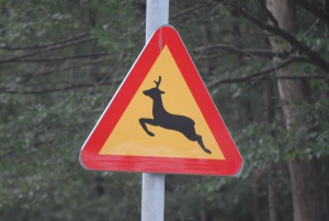 Trafikanter varnas för hjortarna som ibland smiter ur hägnet. Foto: Urban Önell