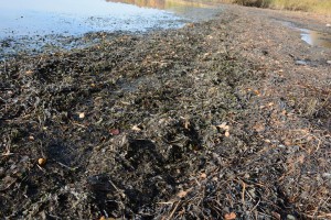 Vattenpest har under hösten samlats i drivor längs Finjasjöns stränder. Foto: Berit Önell