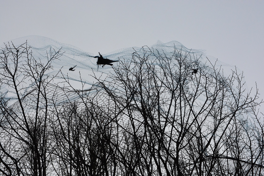 Minst två småfåglar och två kajor hänger döda i nätet i trädet på Järnvägsgatan. Foto: Berit Önell