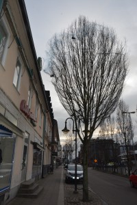 Trädet med fågelnätet står precis utanför Carl Anderssons entré mot Järnvägsgatan och, enligt personalen, var trappan tidigare full av fågelskit.