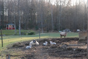 Får