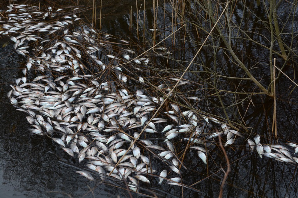 Massor av döda mörtar, närmare 1 000 stycken, hittades på måndagskvällen i ett dike som har förbindelse med Tormestorpsån. Foto: Berit Önell