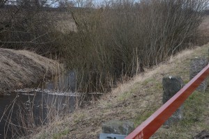 De döda fiskarna låg väl synliga från vägen, vid bron över Tormestorpsån, längs vägen till Hovdala slott.