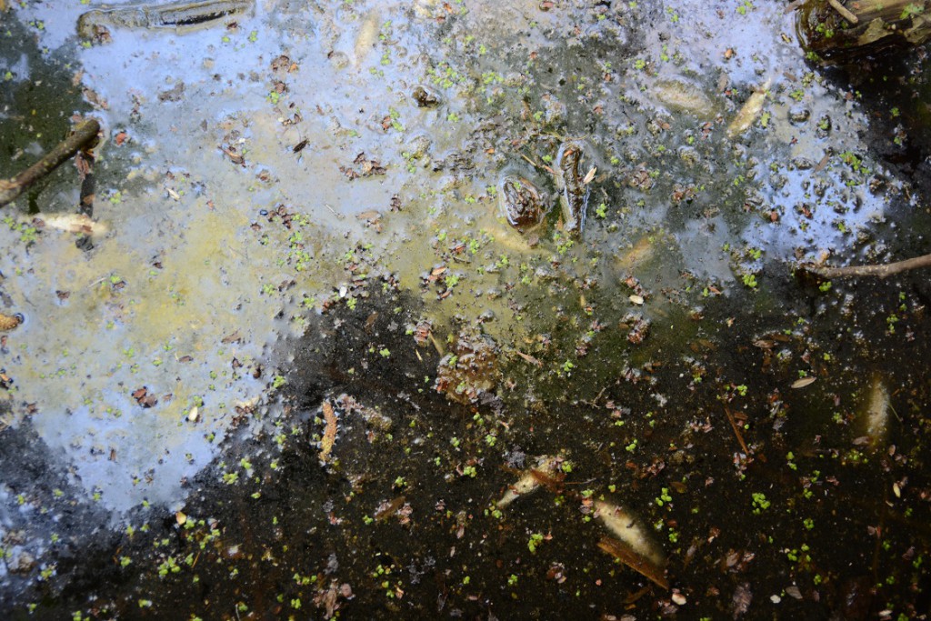 Massor av små fiskar ligger döda eller döende i den förorenade Sötekärrsbäcken vid reningsverket. Foto: Berit Önell