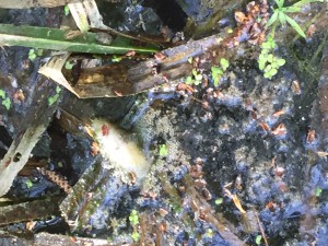 Fisken i bäcken tros ha dött av syrebrist, men provsvaren tyder på att både avlopp och andra föroreningar tillförts bäcken.