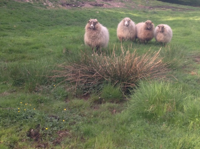 Efter en anmälan om vanvård av fåren på Galgbacken har kommunen tvingats vidta en rad åtgärder.