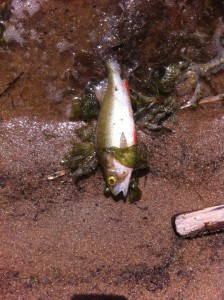 Den döda fisken i Sjörröd på onsdagen var troligen mört.