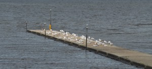 Kan det vara fåglarna som förorenat vattnet? Det misstänker miljöchef Sven-Inge Svensson, men vidare diskussion om orsak och eventuella åtgärder får vänta tills omprovet är analyserat. Foto: Urban Önell
