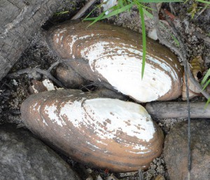 De döda musslorna är av arten spetsig målarmussla. 