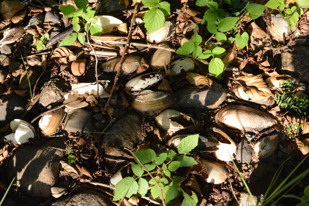 Mängder av döda musselskal på stranden vid Guldkusten kan tyda på att musslorna dött när de flytt upp på land på grund av akut syrebrist. Foto: Berit Önell