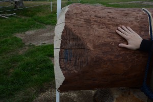 Den gamla ihåliga eken är barkad och behandlad med olja eller bets för att förstärka den historiska inramningen av hästtävlingarna.