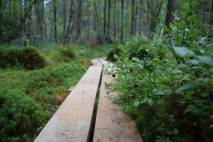 Nya spångar har lagts ut där det behövs, här på leden Jakten på gullspira. Foto: Hässleholms kommun