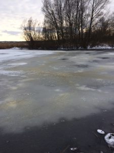 Smutsvattensvampen sprider sig snabbt och syntes på fredagen i stora mängder vid det gamla tegelbruket bortanför villorna i Sjörröd.