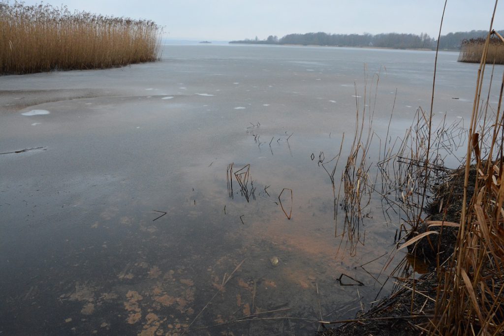 Fluffiga svampar har intagit stora delar av Finjasjön vid Sjörröd och syntes även genom isen innan snön lade sig.