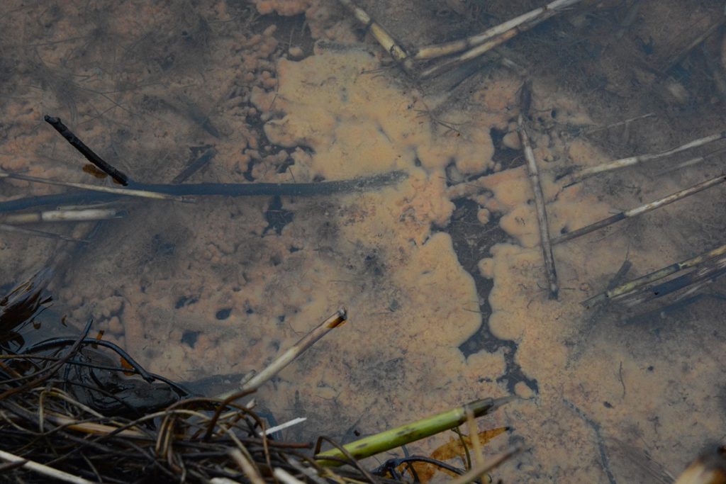 De fluffiga organismerna i Finjasjön är som befarat smutsvattensvamp. Foto: Berit Önell