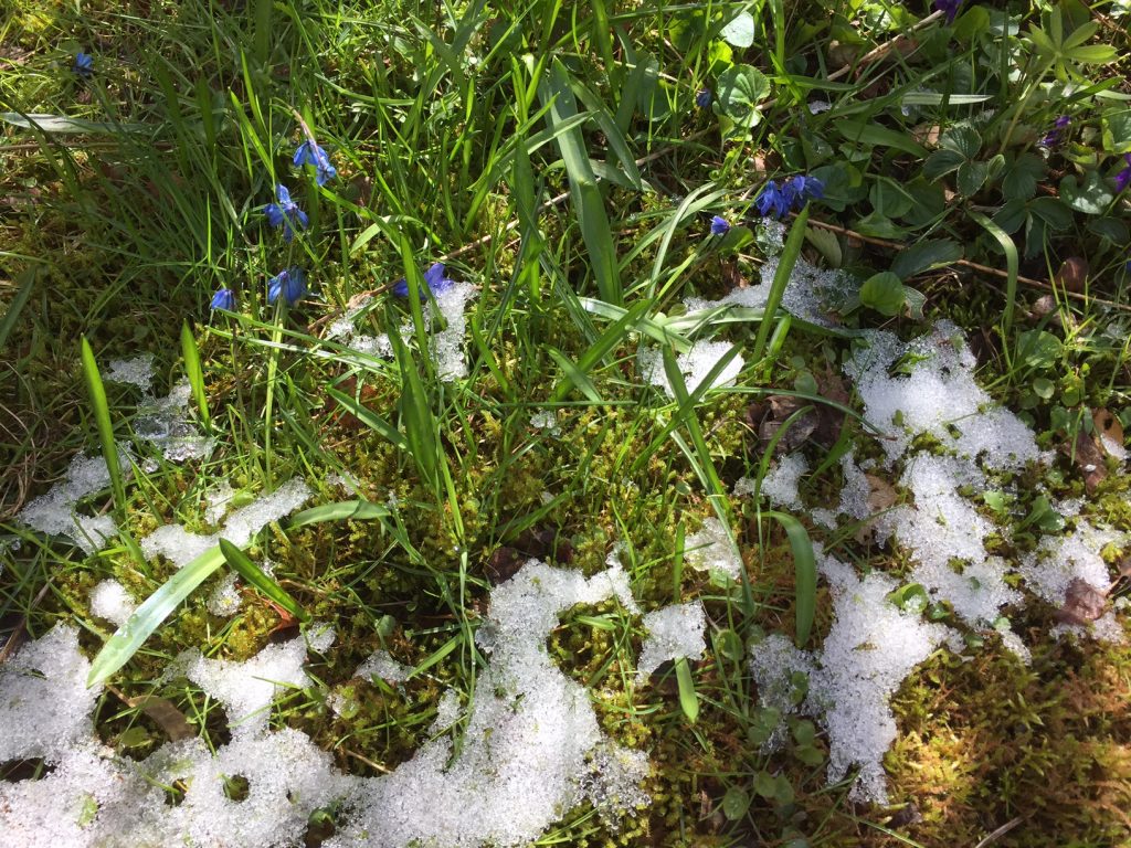 Vår-scilla med snö2