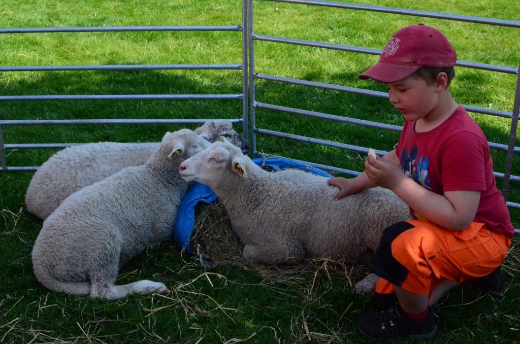 Lammen blev populära hos de yngsta.