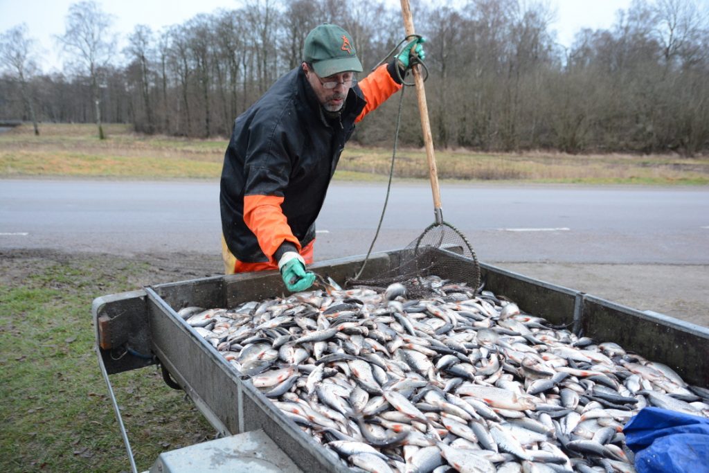 Bilden visar Mats Bengtsson med fiskfångst vid mörtdiket på Hovdala.