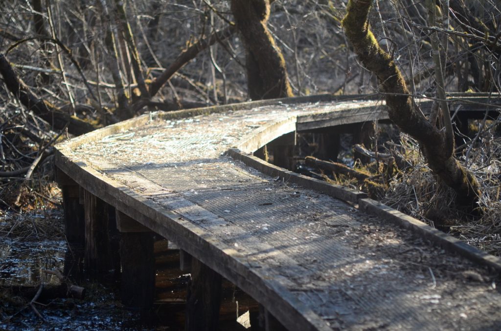 Bilden visar spången genom alsumpskogen.
