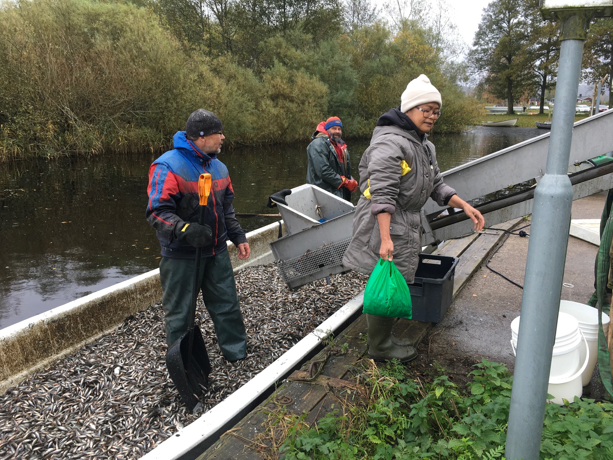 Bilden visar utdelning av fisk från vårdfisket i Finjasjön.