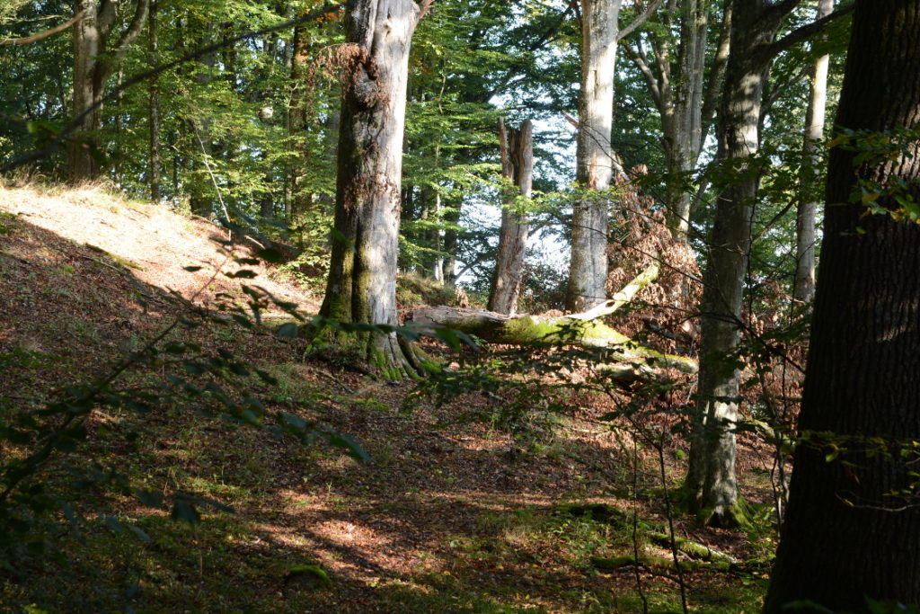 Naturreservatet ska bland annat bevara de unika ädellövskogarna med många gamla träd på Hovdalaområdet. Foto: Berit Önell