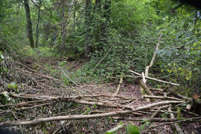 Bilden visar skog med fällda träd.