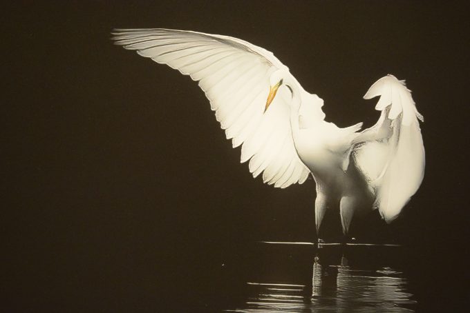 Bilden visar ett av Ingmar Kristianssons fågelfoton.