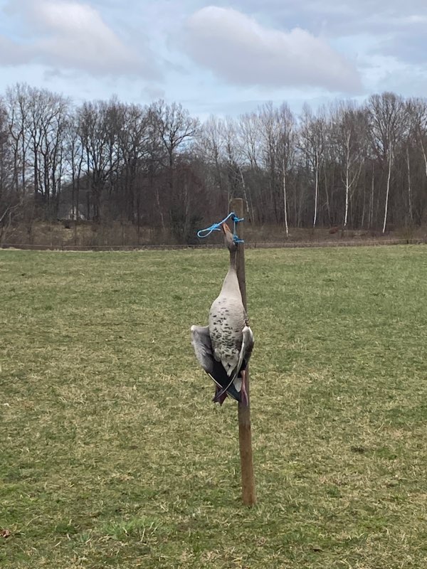 Bilden visar en död gås på en åker.