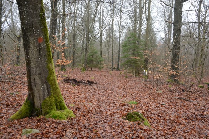 Bilden visar skog.