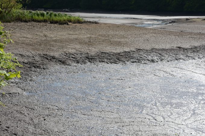 Bilden visar dammens botten som börjar torka.