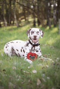 Bilden visar hunden, en dalmatiner.