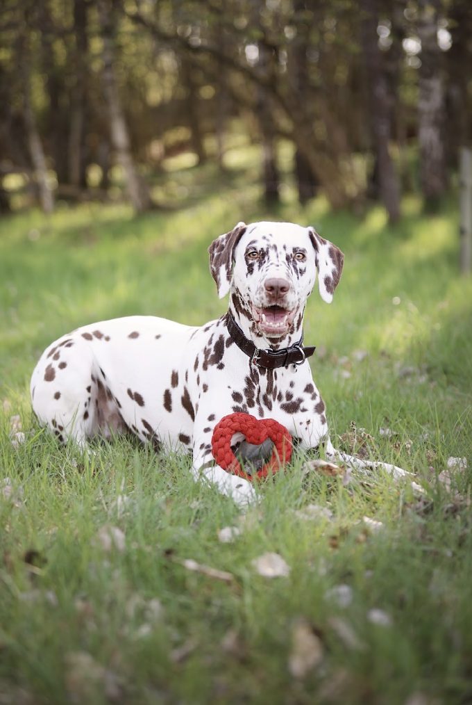 Bilden visar hunden, en dalmatiner.